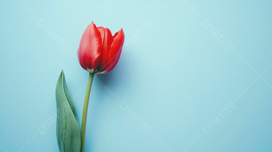 Tulipa vermelha vibrante com folha verde em fundo azul claro minimalista