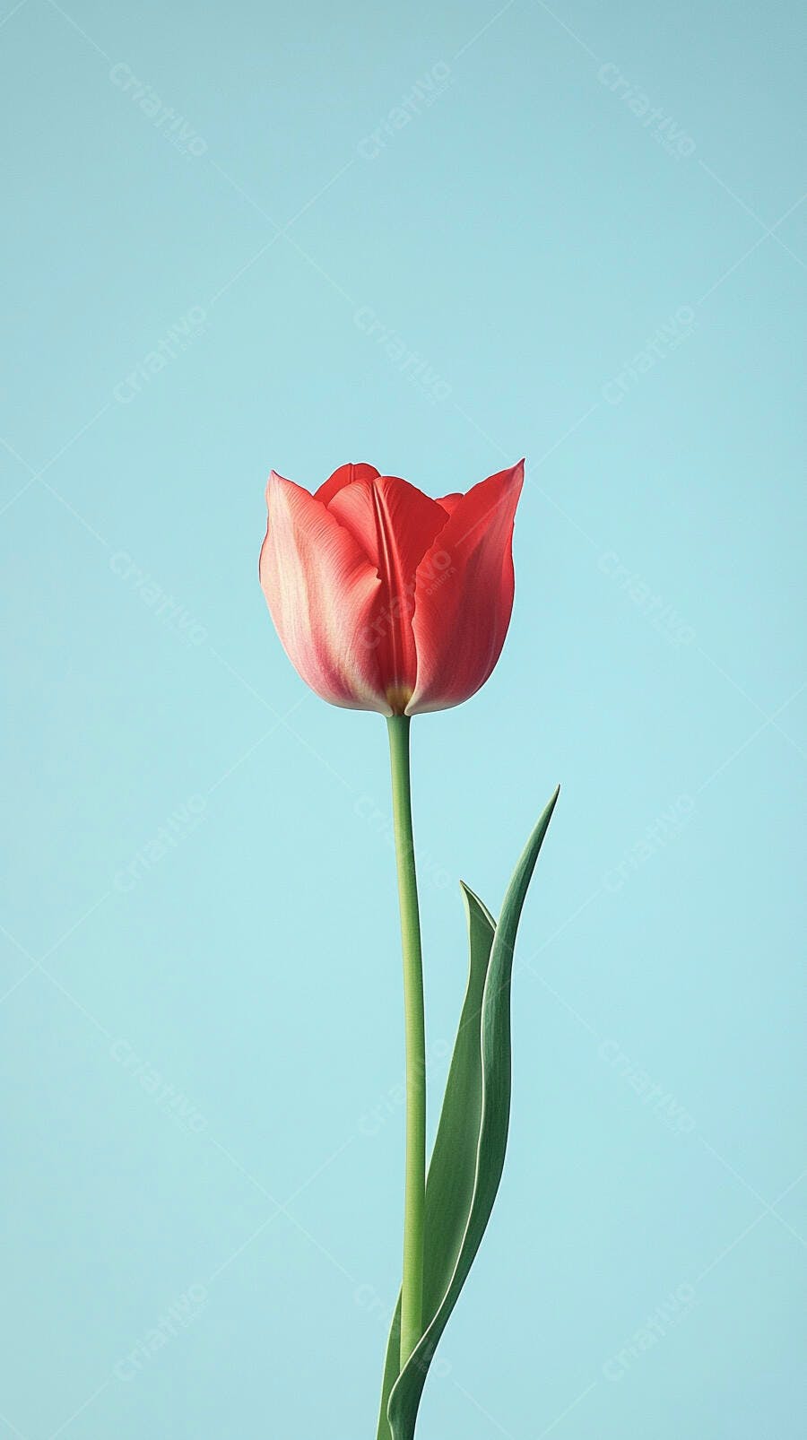 Tulipa vermelha vibrante em fundo azul claro minimalista