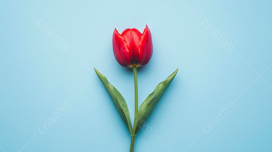 Tulipa vermelha vibrante com folhas verdes em fundo azul claro minimalista