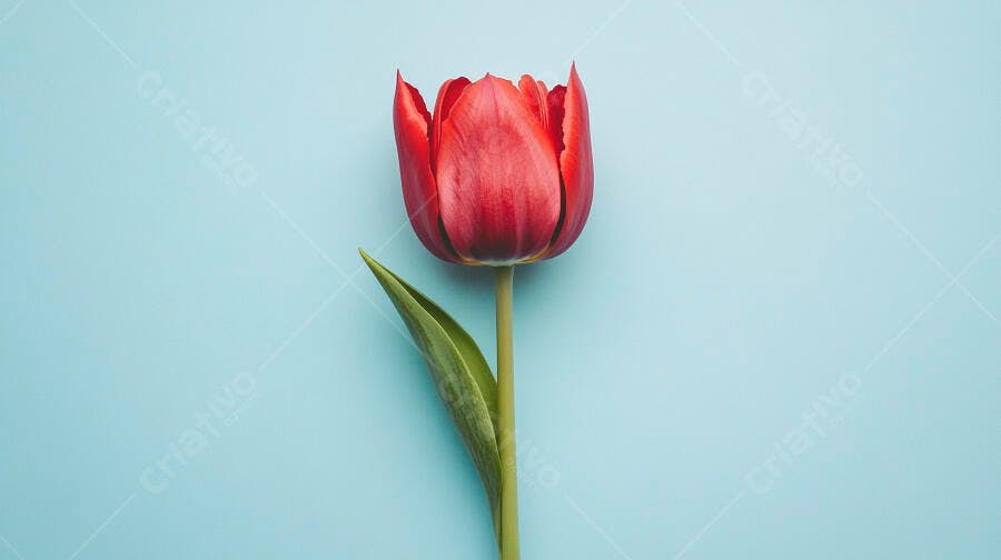 Tulipa vermelha vibrante com haste verde em fundo azul claro minimalista