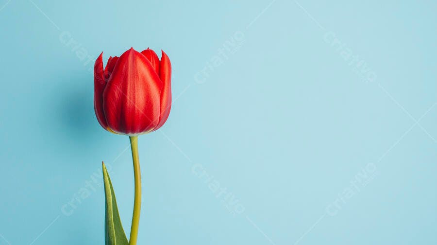 Tulipa vermelha vibrante em fundo azul claro minimalista