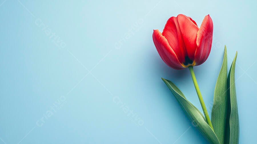 Tulipa vermelha vibrante em fundo azul claro vista de cima