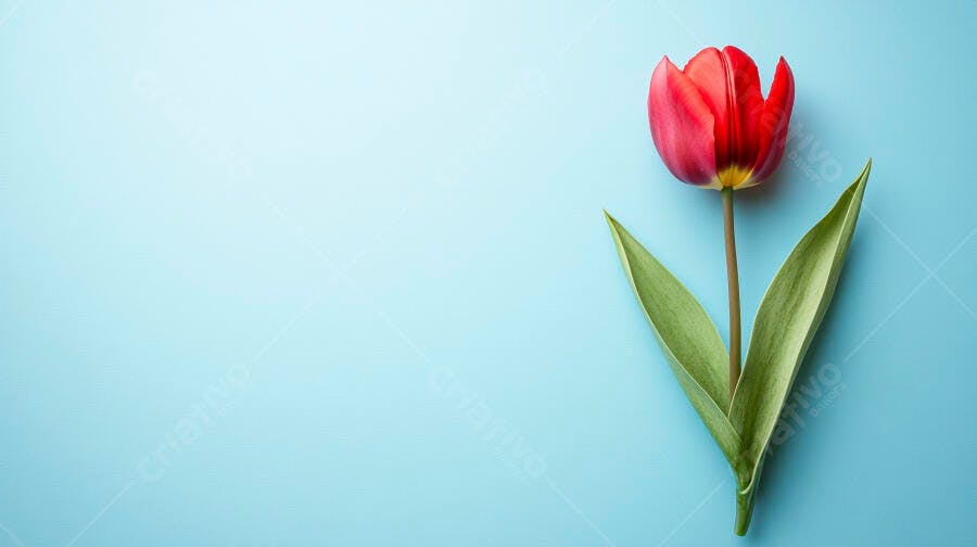 Tulipa vermelha vibrante com folhas verdes em fundo azul claro minimalista