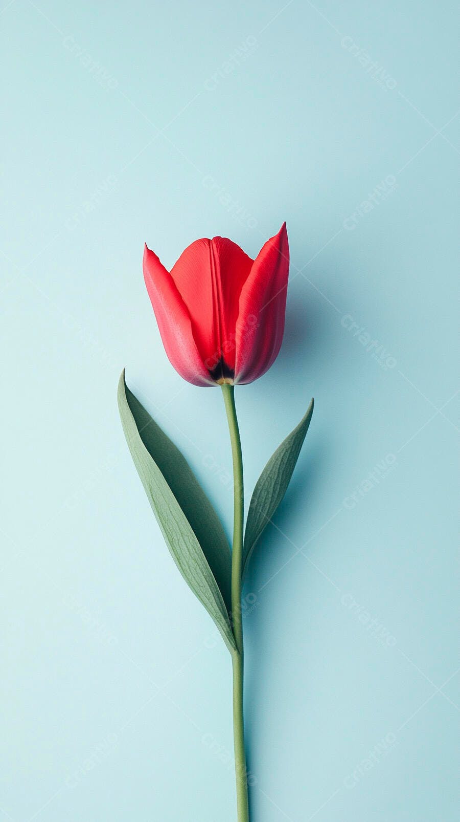 Tulipa vermelha vibrante em fundo azul claro pastel minimalista