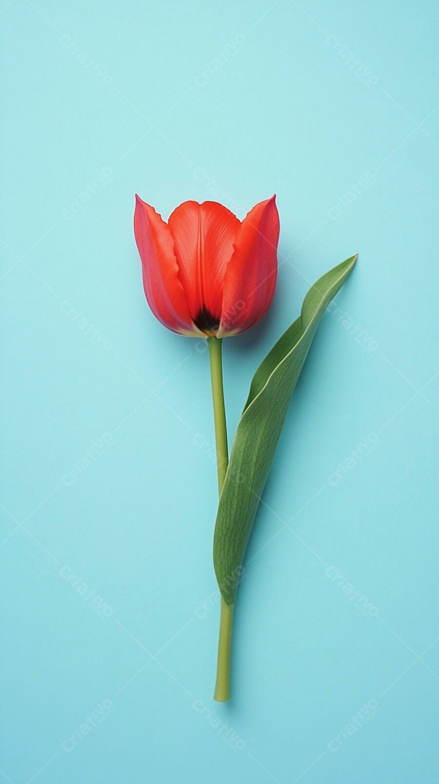 Tulipa vermelha vibrante com folha verde em fundo azul claro minimalista