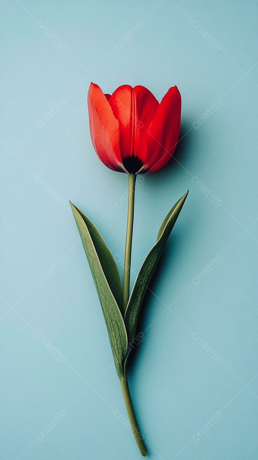 Tulipa vermelha vibrante em fundo azul claro minimalista
