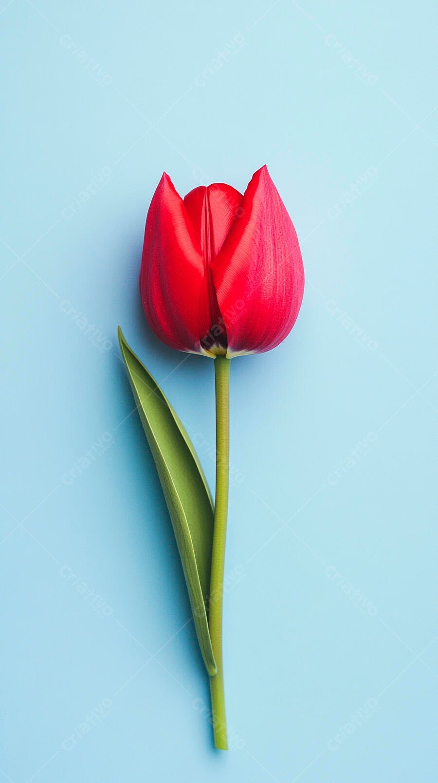 Tulipa vermelha vibrante com folha verde em fundo azul claro minimalista