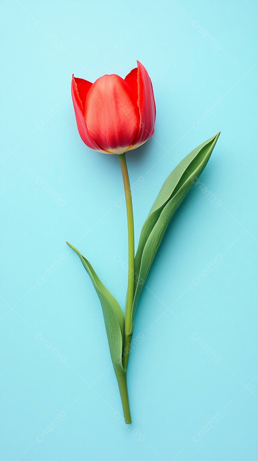 Tulipa vermelha vibrante com haste verde em fundo azul claro minimalista