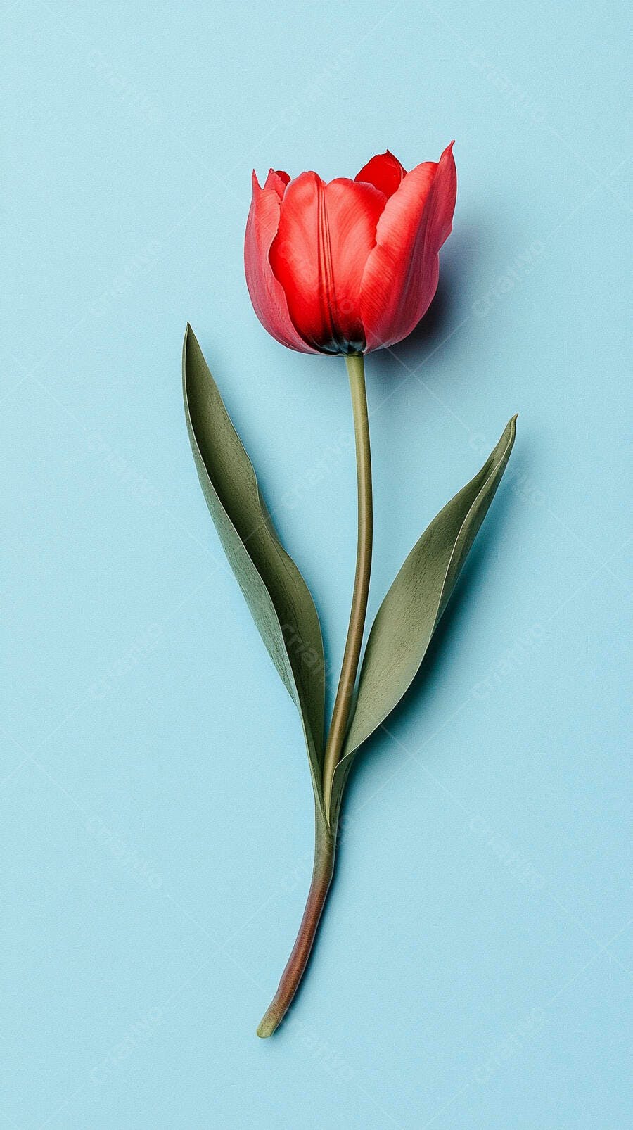 Tulipa vermelha vibrante com folhas verdes em fundo azul claro