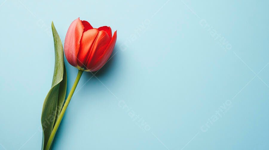 Tulipa vermelha vibrante sobre fundo azul claro em vista superior minimalista