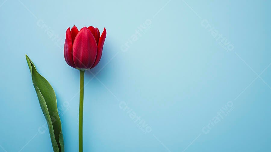 Tulipa vermelha vibrante com haste verde em fundo azul claro minimalista