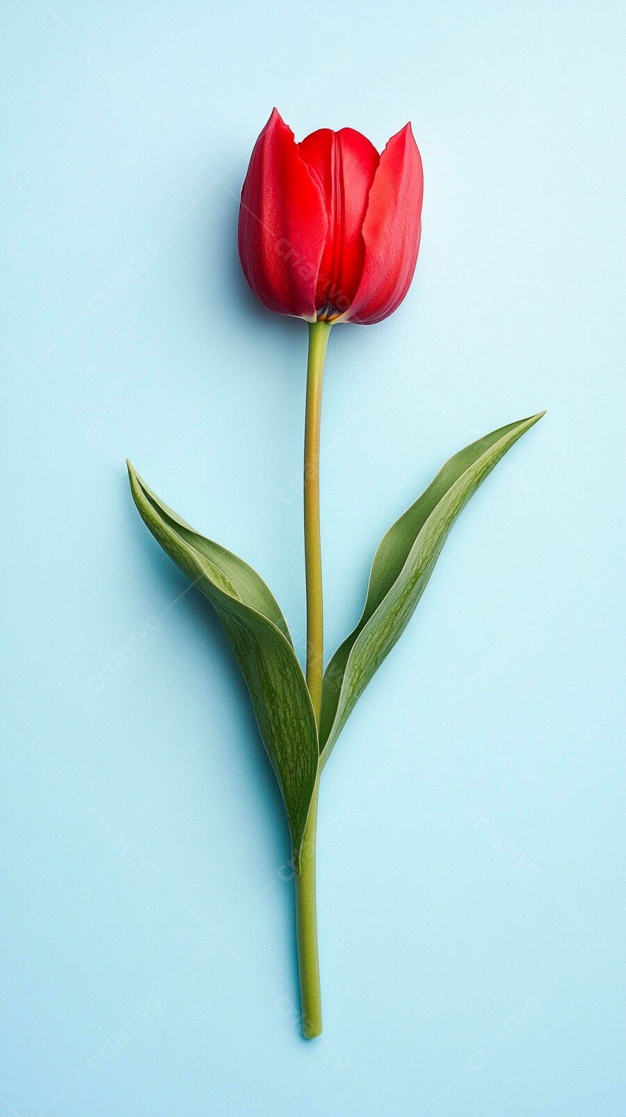 Tulipa vermelha vibrante com folhas verdes em fundo azul claro