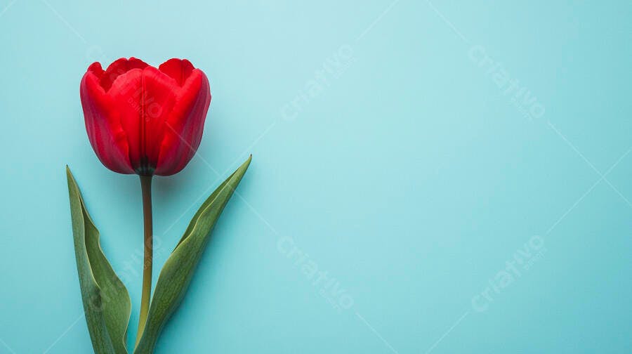 Tulipa vermelha vibrante em fundo azul claro minimalista