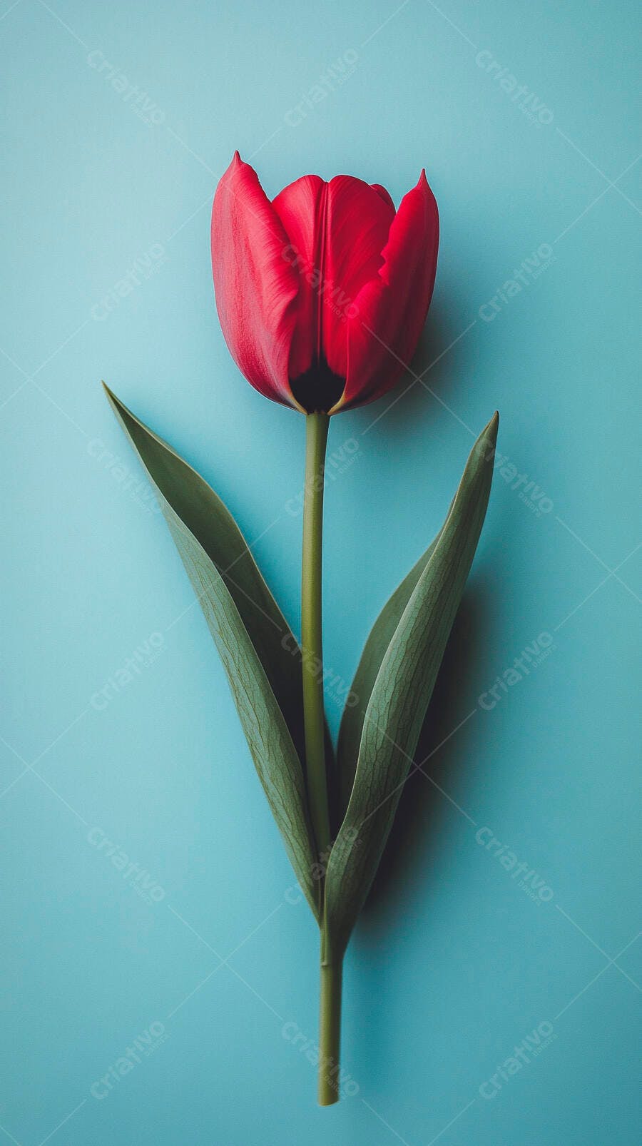 Tulipa vermelha vibrante com folhas verdes em fundo azul claro minimalista