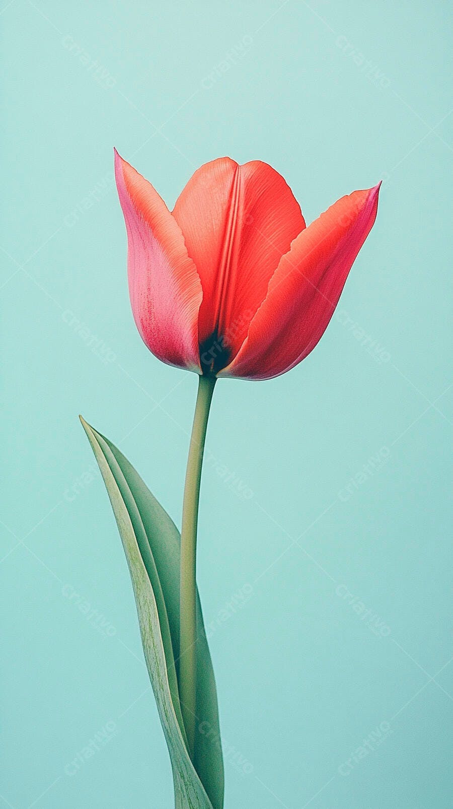 Tulipa vermelha vibrante com haste verde em fundo azul claro
