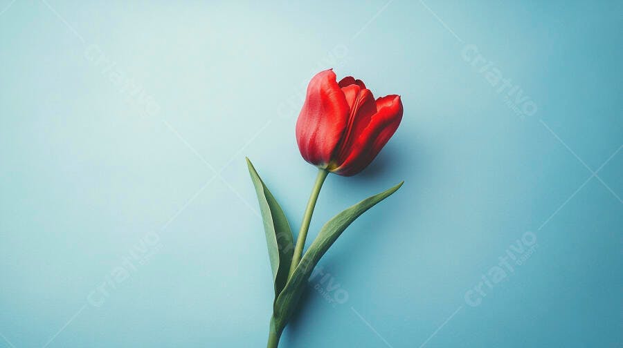 Tulipa vermelha vibrante com folhas verdes em fundo azul claro