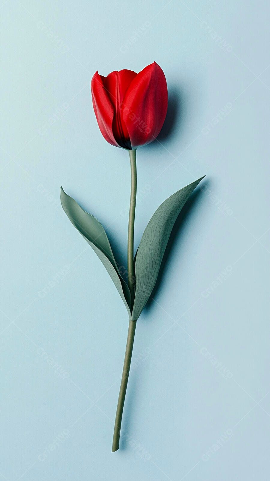 Tulipa vermelha vibrante em fundo azul claro minimalista