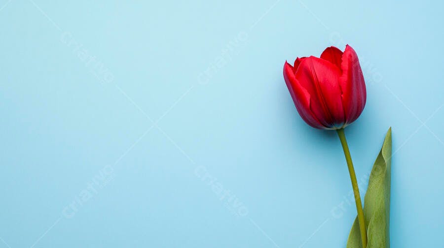 Tulipa vermelha sobre fundo azul celeste minimalista primavera