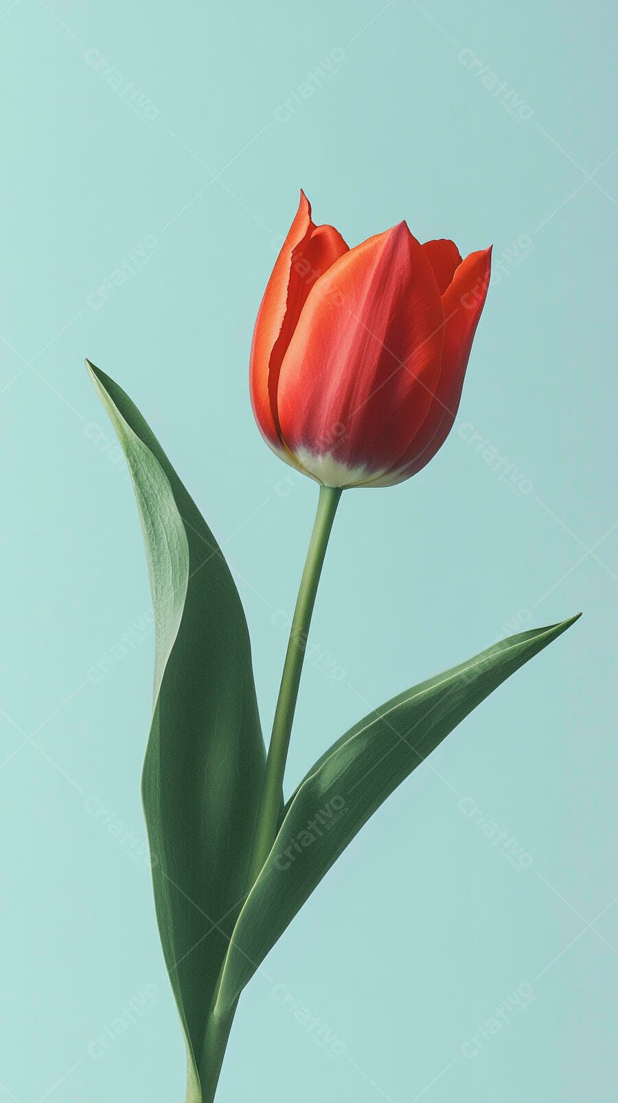 Tulipa vermelha vibrante com folhas verdes em fundo azul claro
