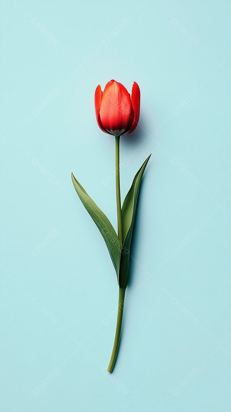 Tulipa vermelha vibrante em fundo azul claro minimalista