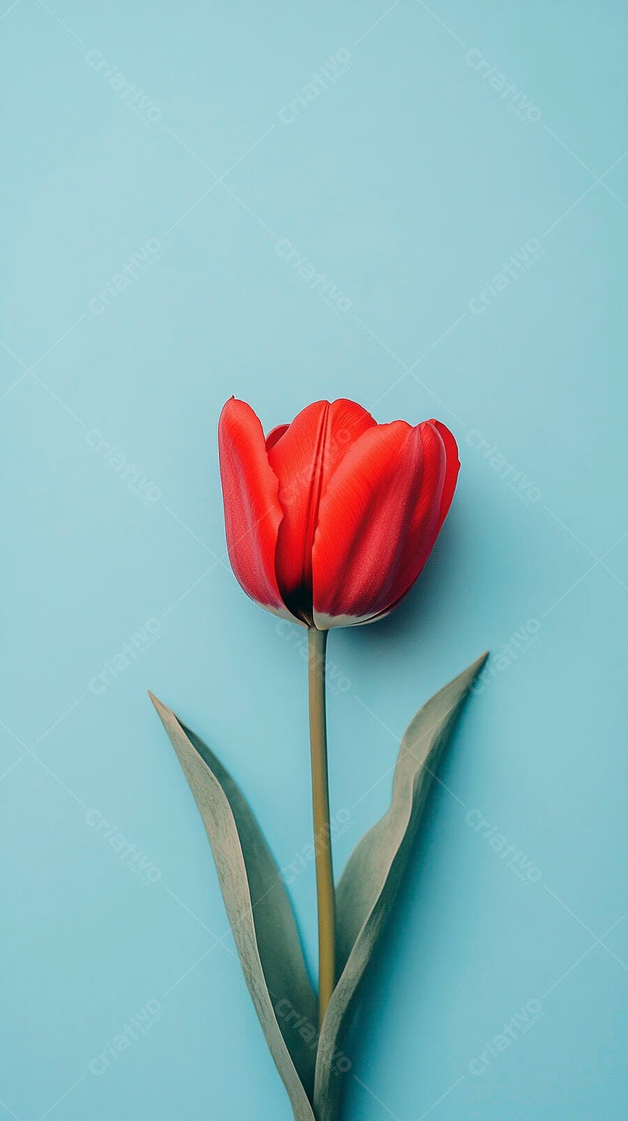 Tulipa vermelha vibrante com folhas verdes em fundo azul claro