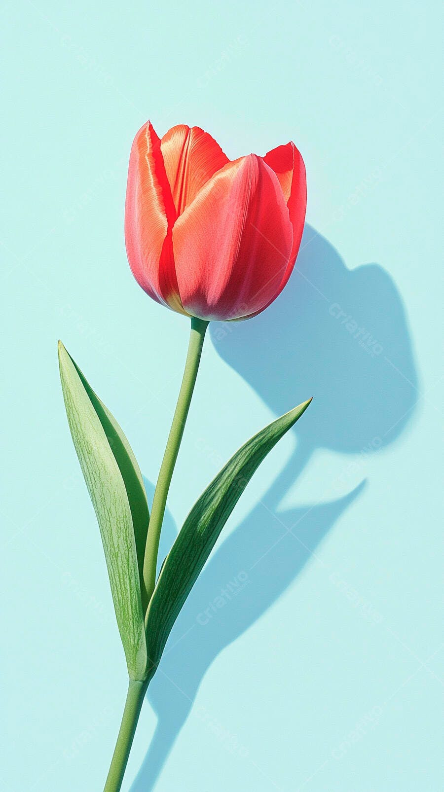 Tulipa vermelha vibrante com folhas verdes em fundo azul claro