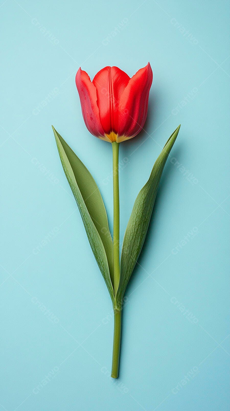 Tulipa vermelha vibrante sobre fundo azul claro minimalista