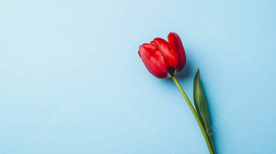 Tulipa vermelha vibrante em fundo azul claro minimalista