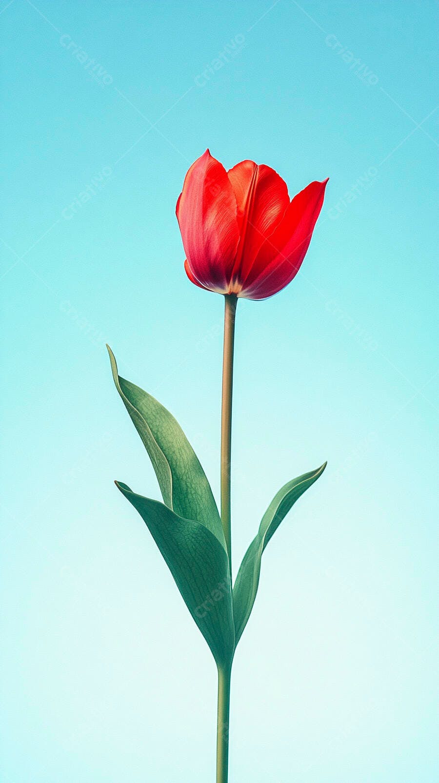 Tulipa vermelha vibrante com haste verde em fundo azul claro minimalista