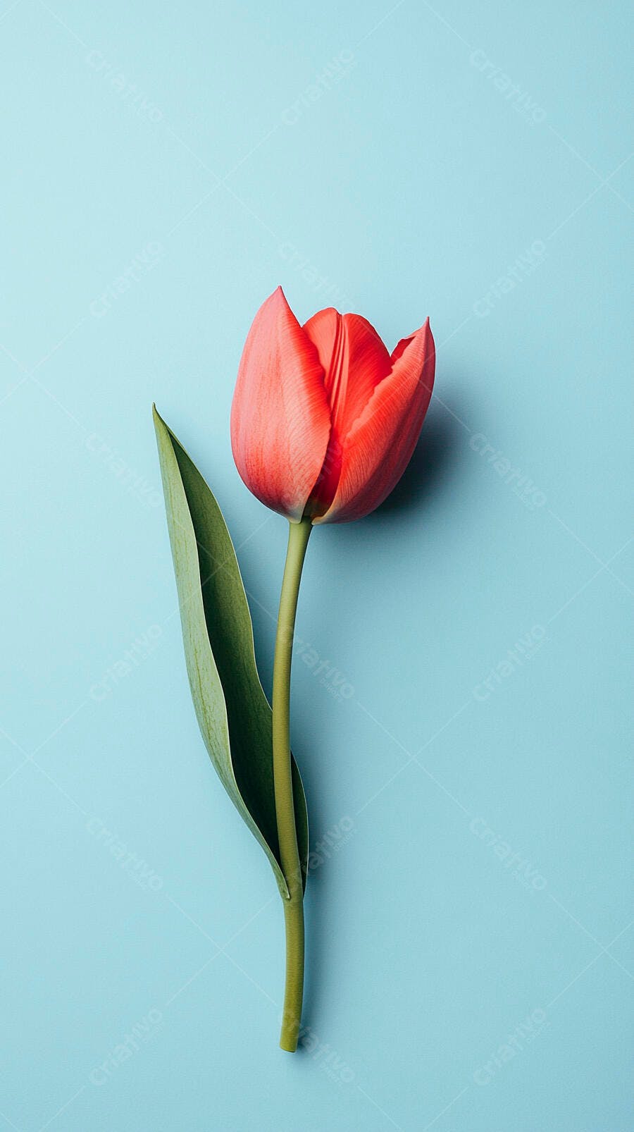 Tulipa vermelha vibrante com folha verde em fundo azul claro