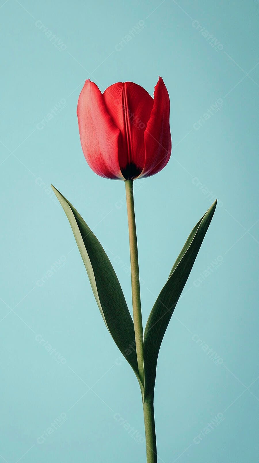 Tulipa vermelha vibrante com fundo azul claro minimalista