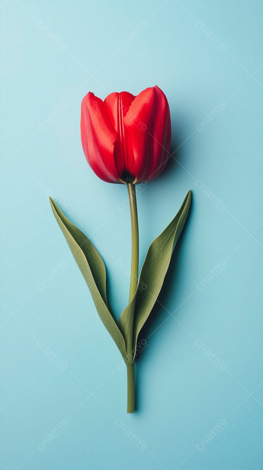 Tulipa vermelha vibrante com caule verde em fundo azul claro