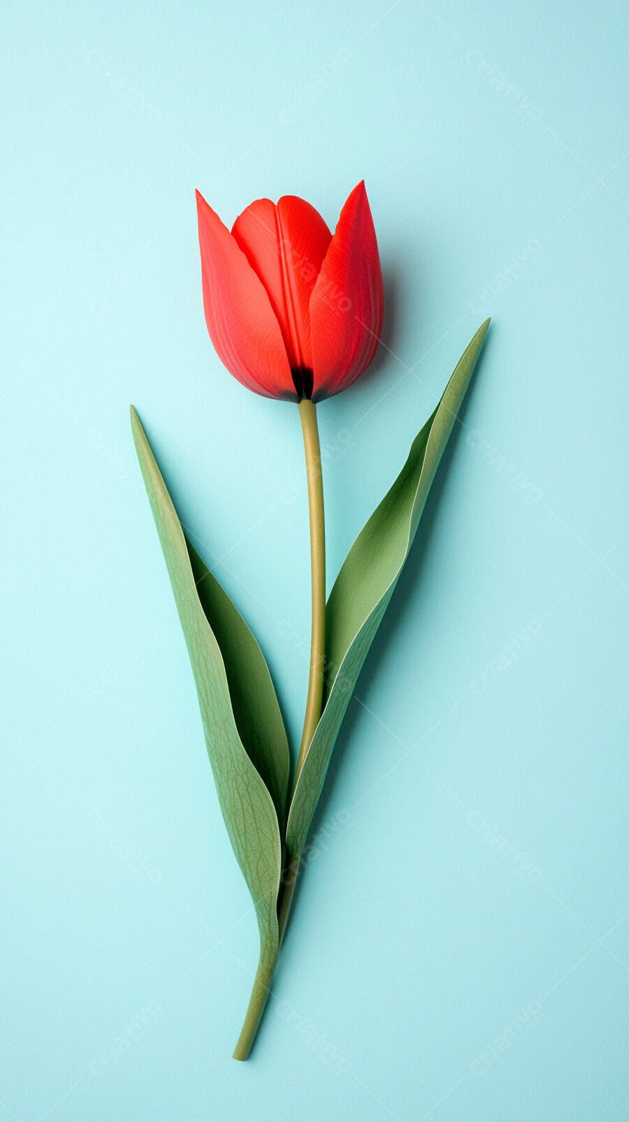 Tulipa vermelha vibrante com folhas verdes em fundo azul claro