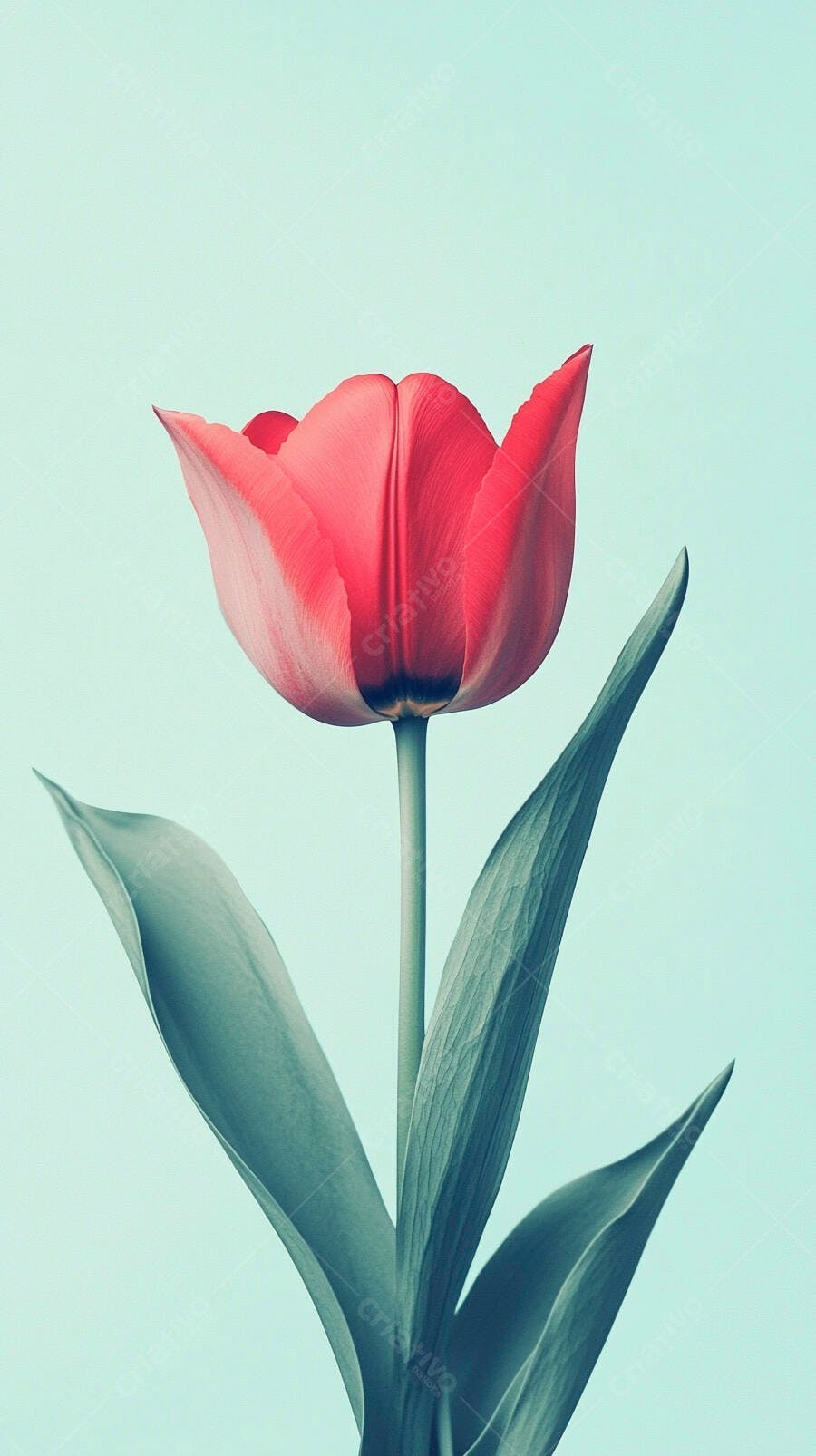 Tulipa vermelha e rosa com folhas verdes em fundo azul claro minimalista