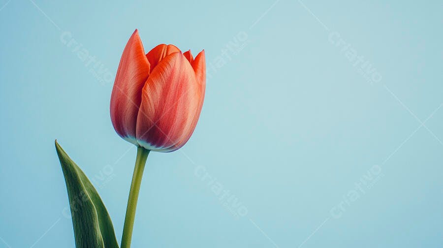 Tulipa vermelha laranja com caule verde em fundo azul claro minimalista