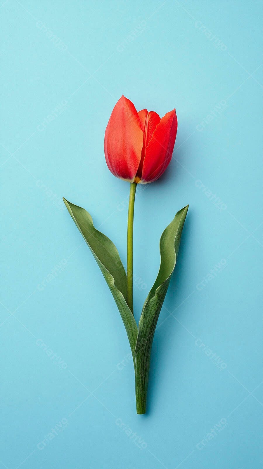 Tulipa vermelha vibrante com folhas verdes em fundo azul claro
