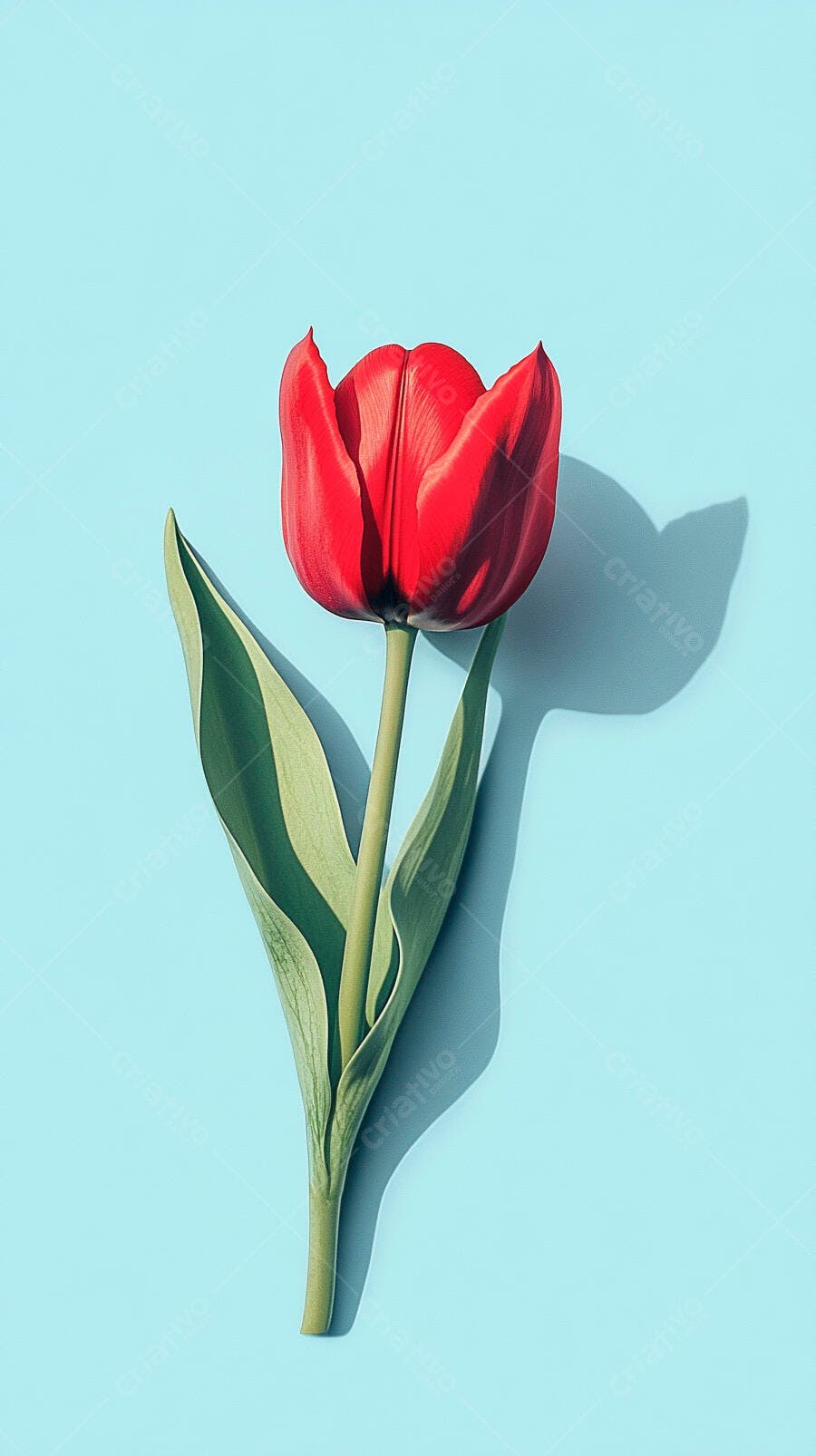 Tulipa vermelha vibrante em fundo azul claro com sombra lateral