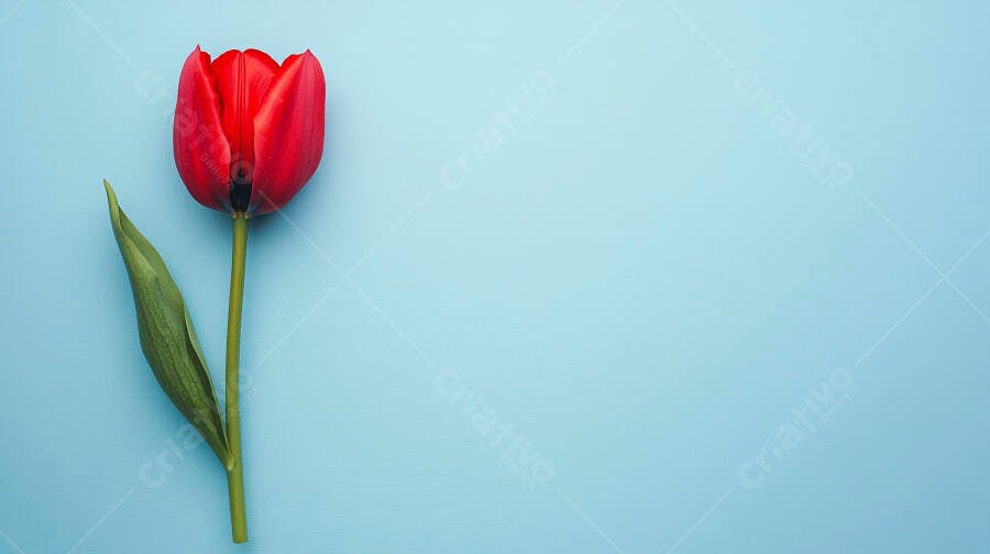 Tulipa vermelha com haste verde em fundo azul claro minimalista