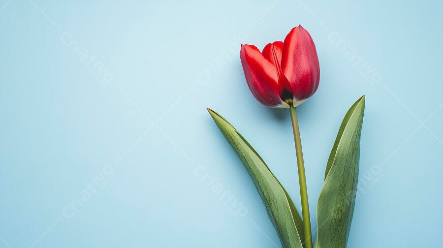 Tulipa vermelha vibrante com folhas verdes em fundo azul claro minimalista