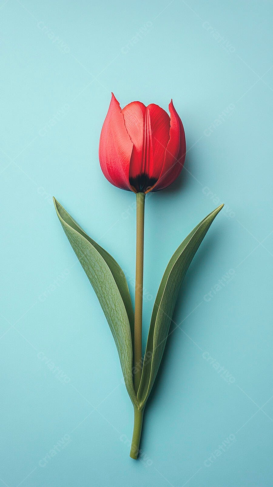 Tulipa vermelha com folhas verdes em fundo azul pastel