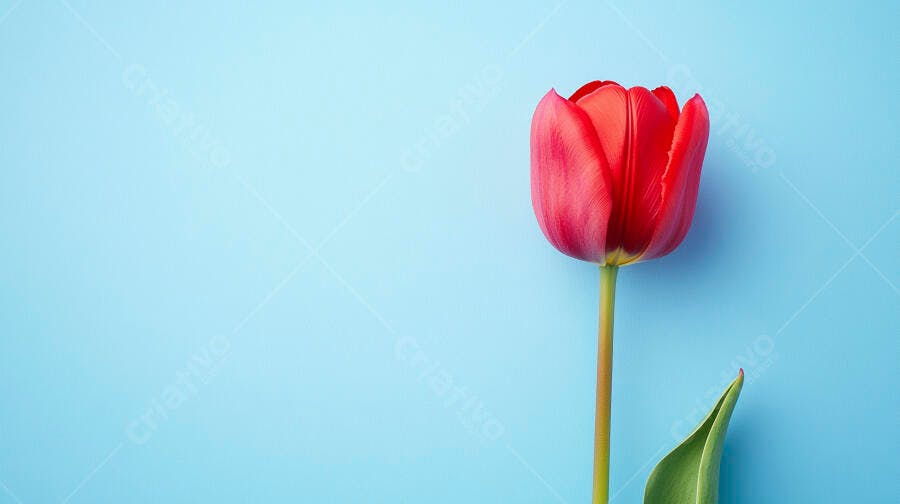 Tulipa vermelha vibrante com fundo azul claro minimalista