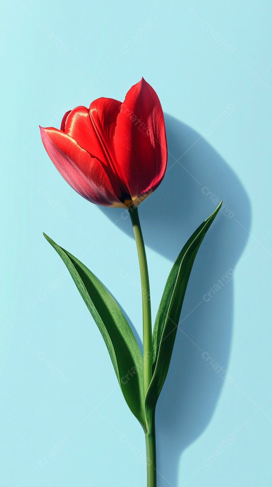 Tulipa vermelha vibrante com folhas verdes em fundo azul claro minimalista
