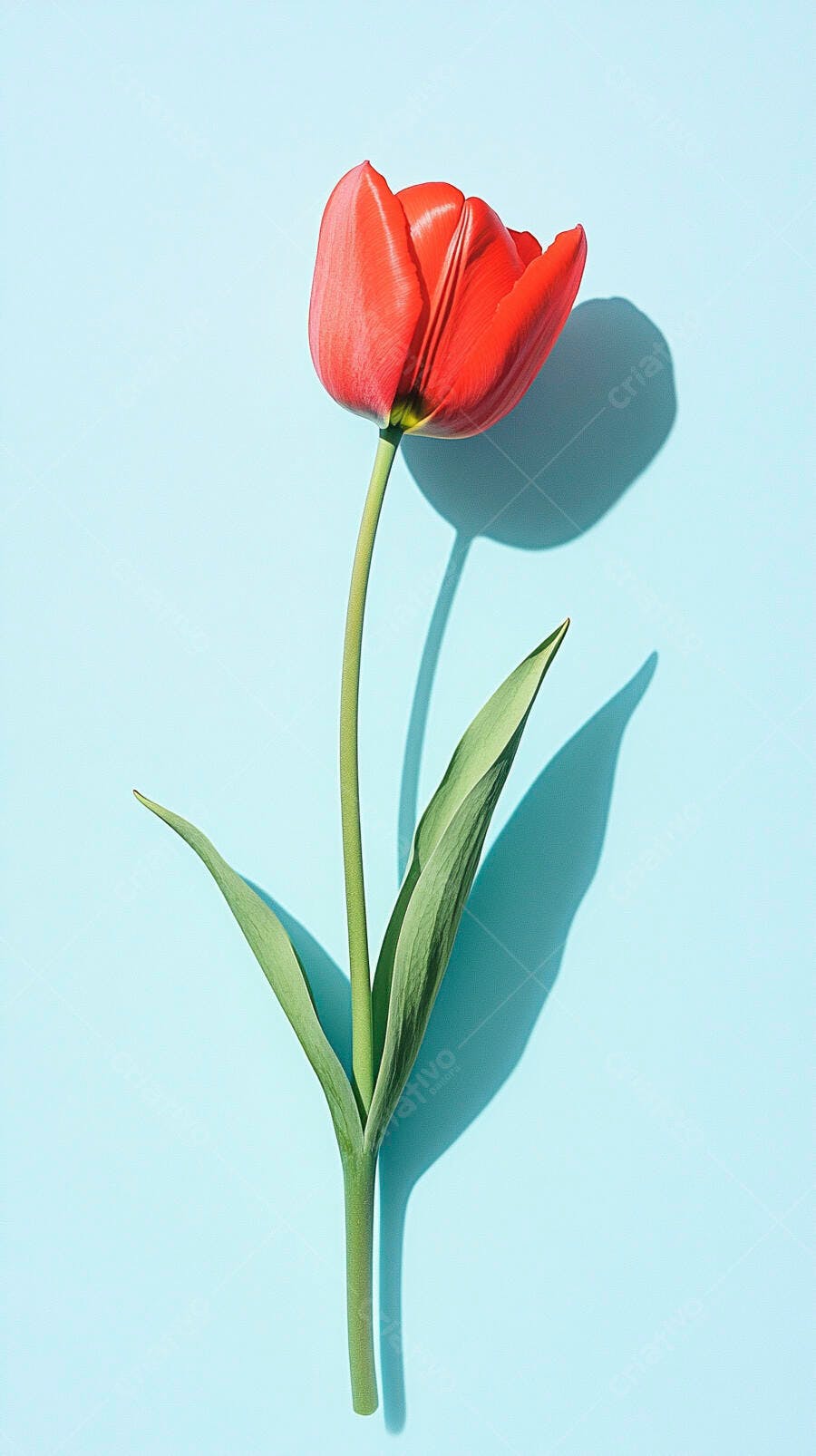 Tulipa vermelha vibrante com haste verde em fundo azul claro com sombra