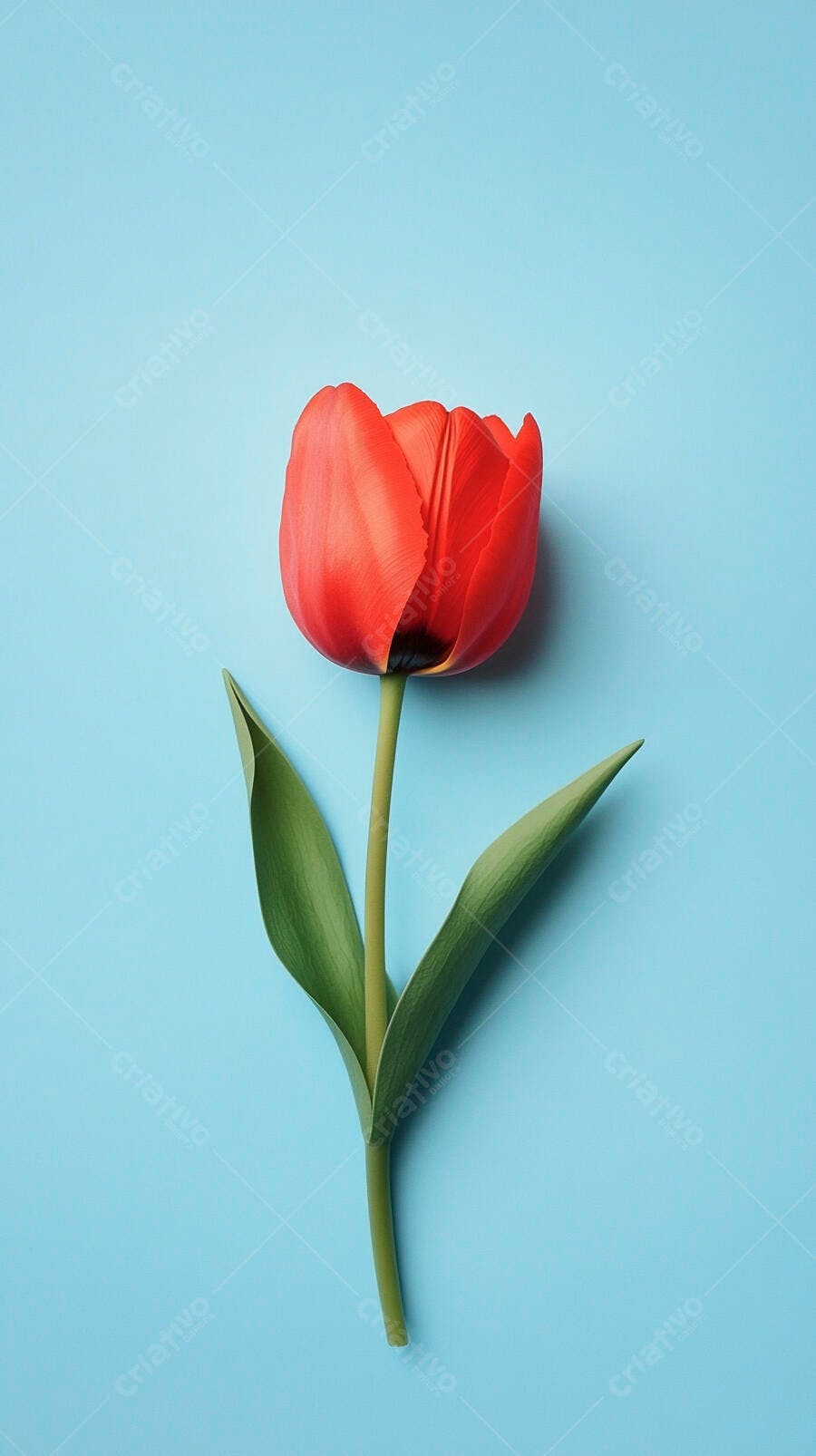 Tulipa vermelha com folhas verdes em fundo azul claro minimalista