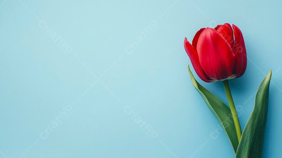 Tulipa vermelha vibrante em fundo azul claro minimalista