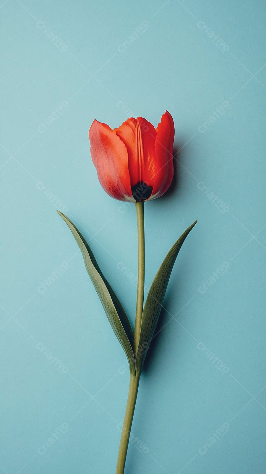 Tulipa vermelha vibrante com folhas verdes em fundo azul claro minimalista