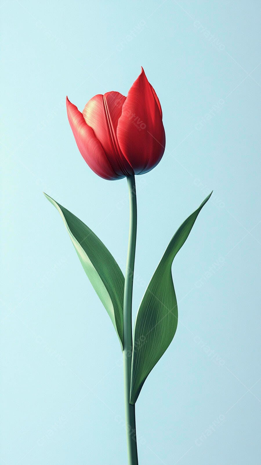 Tulipa vermelha vibrante com caule verde em fundo azul claro de estúdio