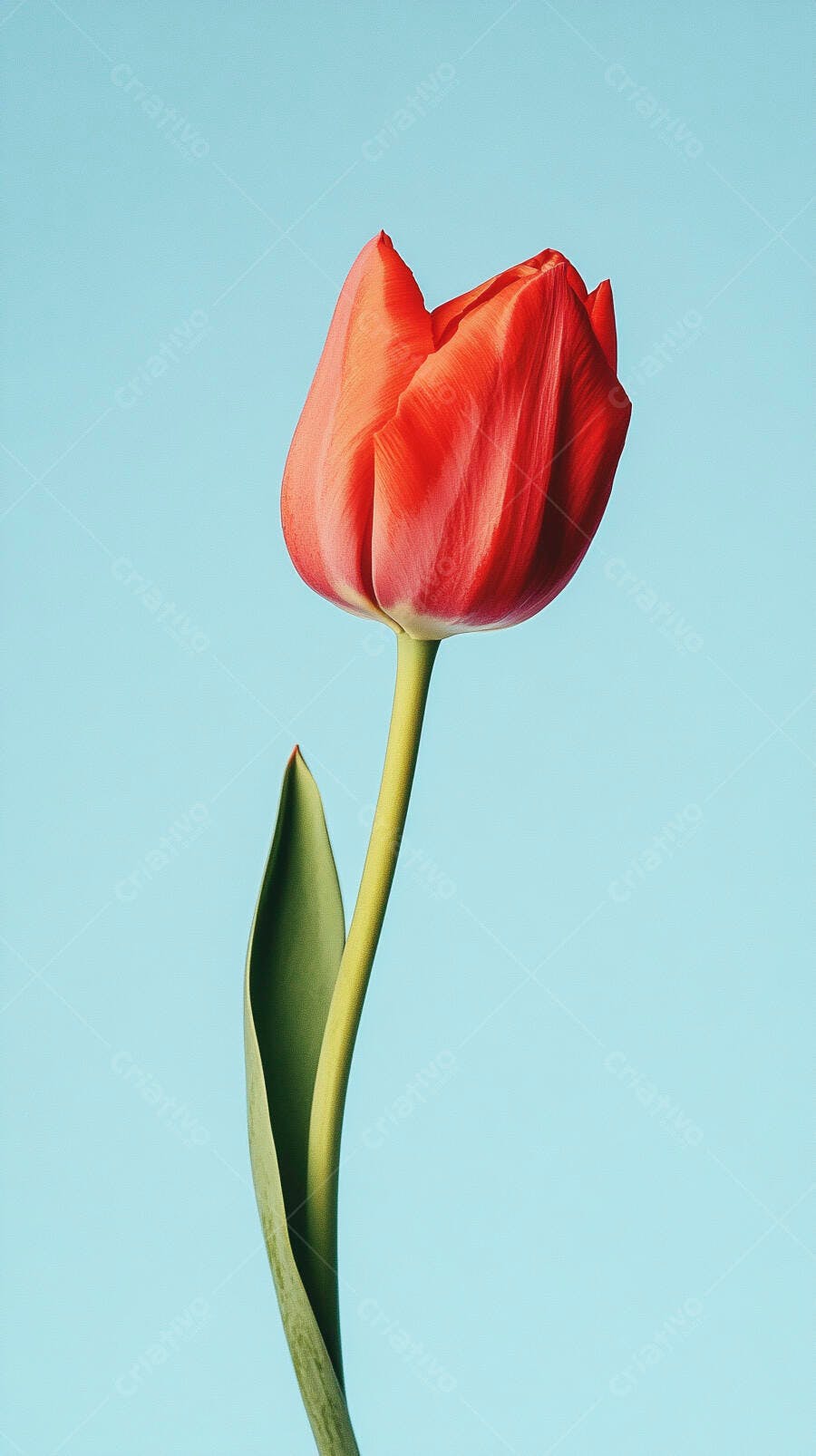 Tulipa vermelha vibrante em estúdio com fundo azul claro