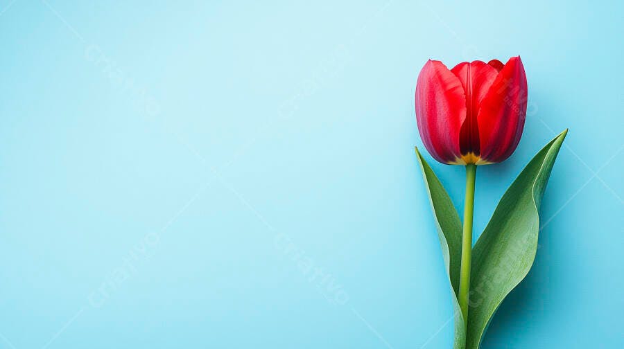 Tulipa vermelha vibrante com folhas verdes em fundo azul claro minimalista