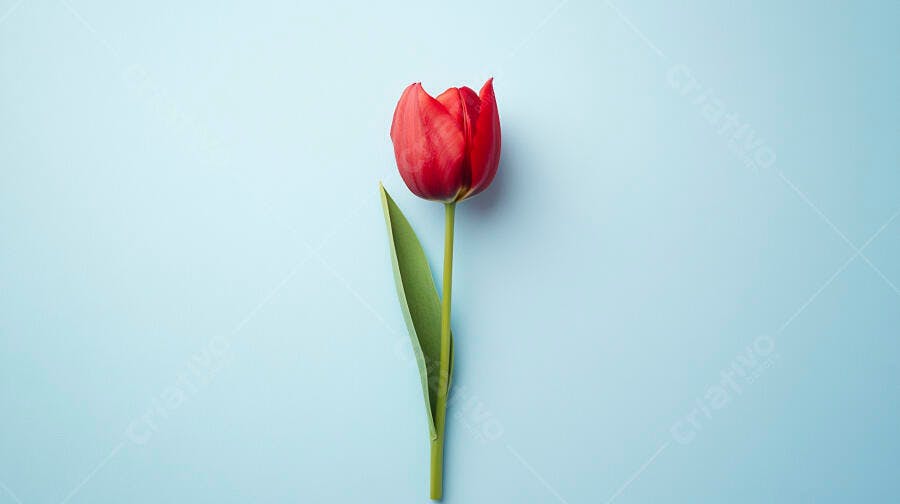 Tulipa vermelha vibrante com folha verde em fundo azul claro